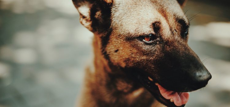 Antykoncepcja hormonalna psów i kotów