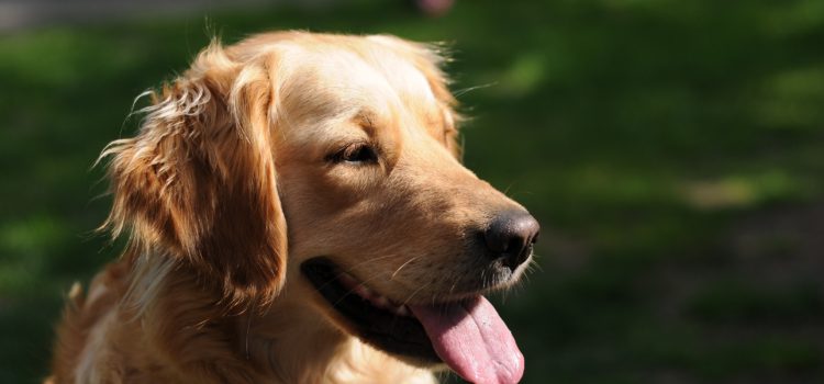 Szczepienie profilaktyczne psów i kotów przeciwko wściekliźnie